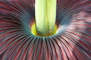 گیاه تیتان,گل مردگان,corpse flower,corpse plant,carrion flower
